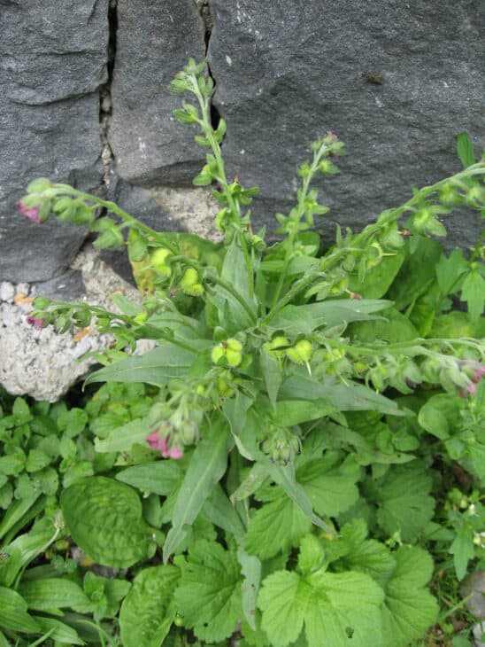 Hound’s Tongue (Cynoglossum officinale)
