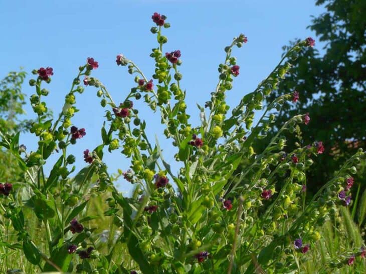 Hound’s Tongue (Cynoglossum officinale)