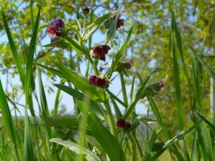 Hound’s Tongue (Cynoglossum officinale)