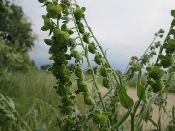 Hound’s Tongue (Cynoglossum officinale)
