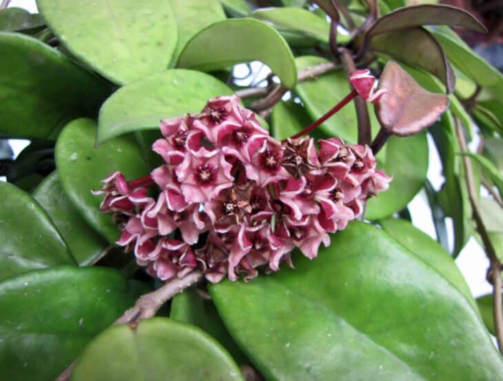 Hoya carnosa
