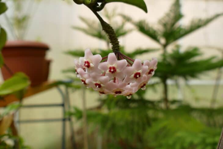 Hoya carnosa