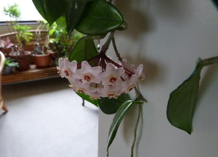 Hoya carnosa
