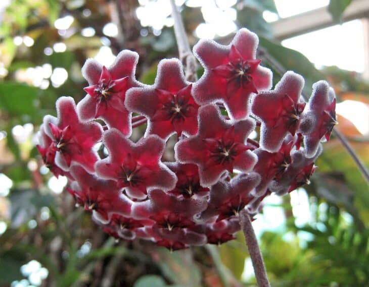 Hoya carnosa