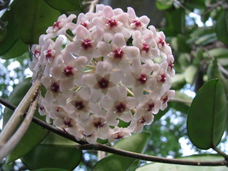 Hoya carnosa