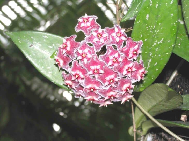 Hoya carnosa