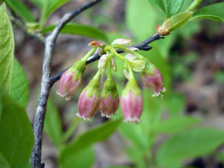 Huckleberry (Gaylussacia spp.)