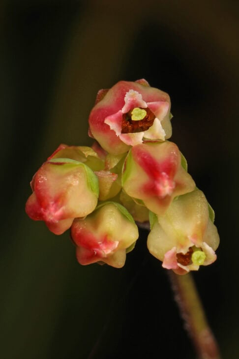 Huckleberry (Gaylussacia spp.)