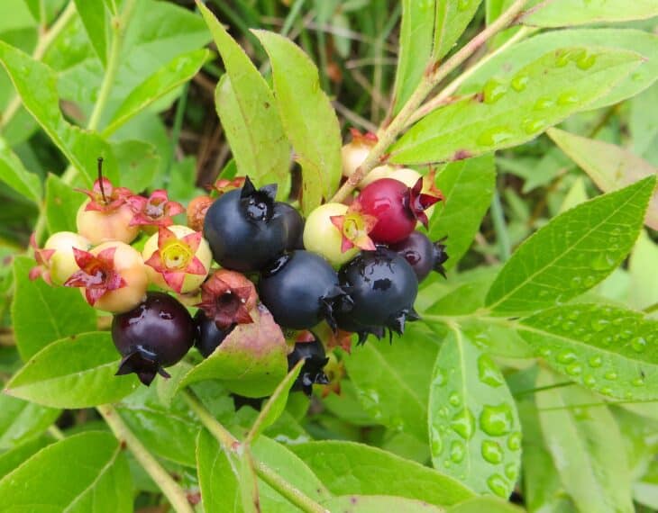 Huckleberry (Gaylussacia spp.)