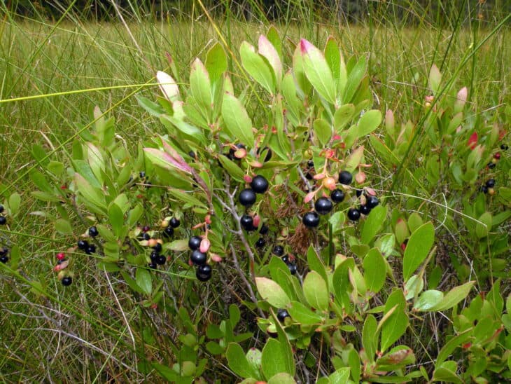 Huckleberry (Gaylussacia spp.)