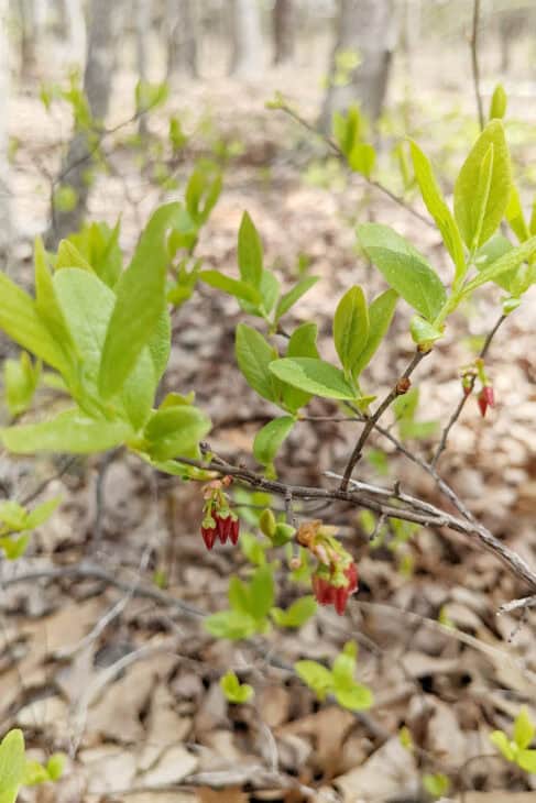 Huckleberry (Gaylussacia spp.)