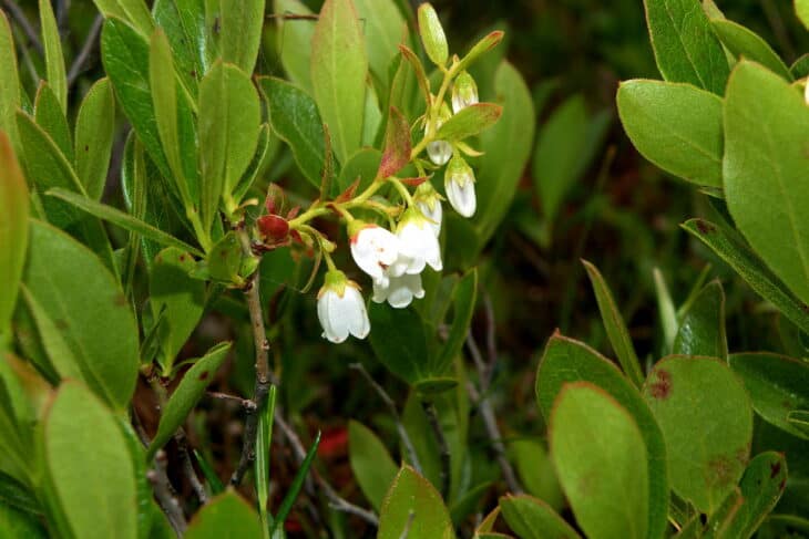 Huckleberry (Gaylussacia spp.)