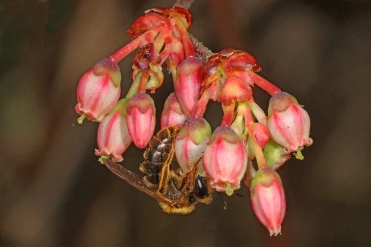 Huckleberry (Gaylussacia spp.)