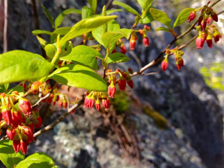 Huckleberry (Gaylussacia spp.)