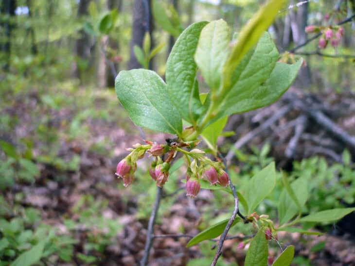 Huckleberry (Gaylussacia spp.)