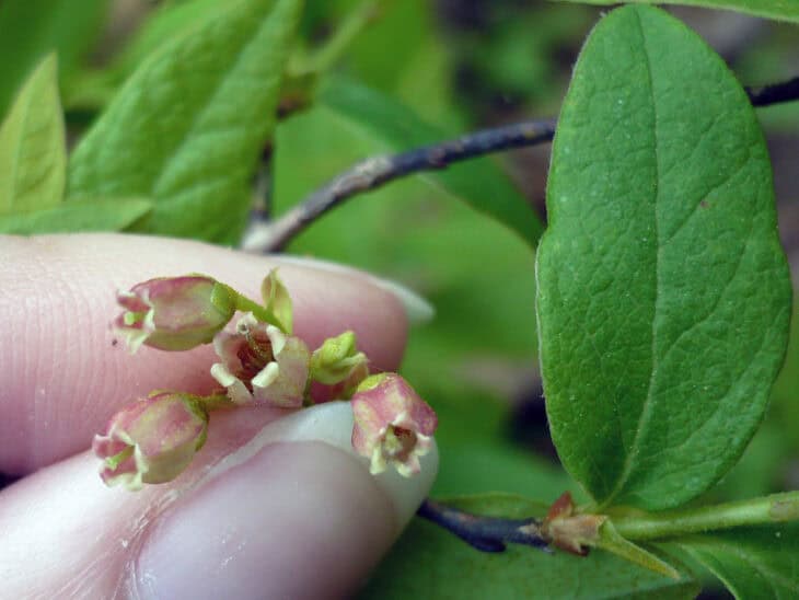 Huckleberry (Gaylussacia spp.)