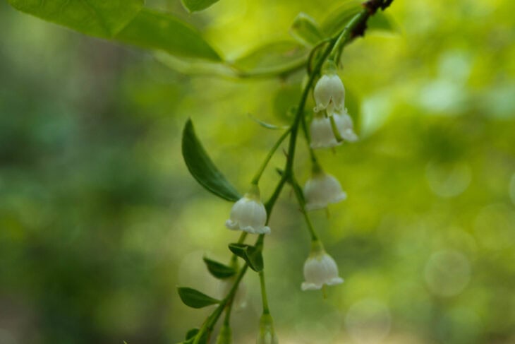 Huckleberry (Gaylussacia spp.)