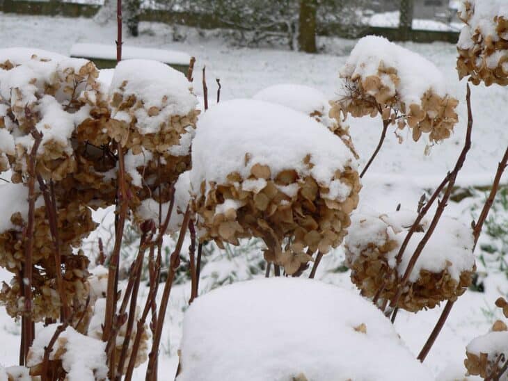 Hydrangea paniculata