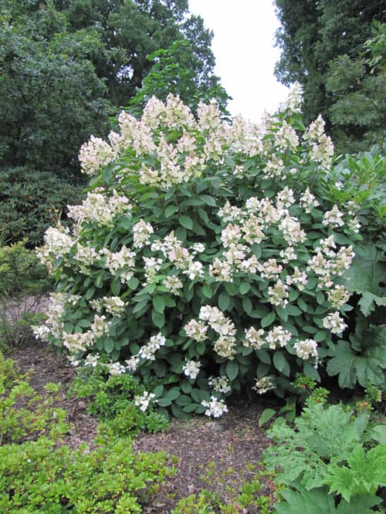 Hydrangea paniculata