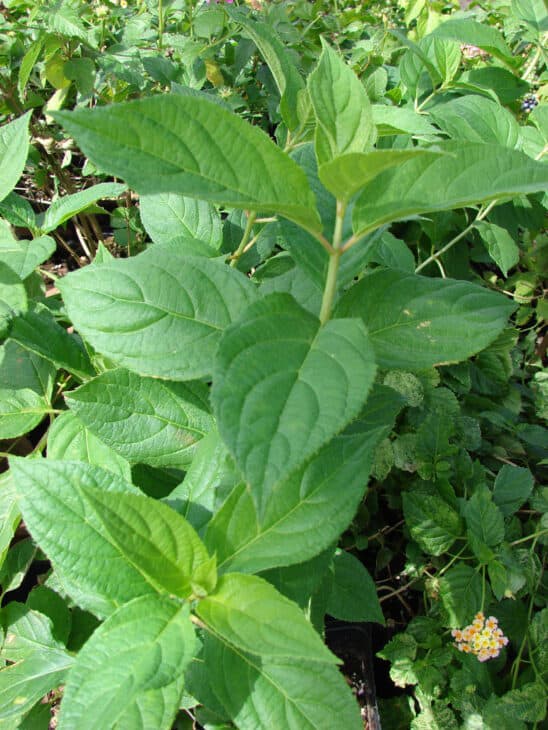 Hydrangea paniculata