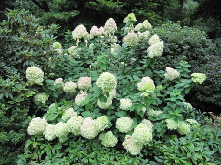 Hydrangea paniculata