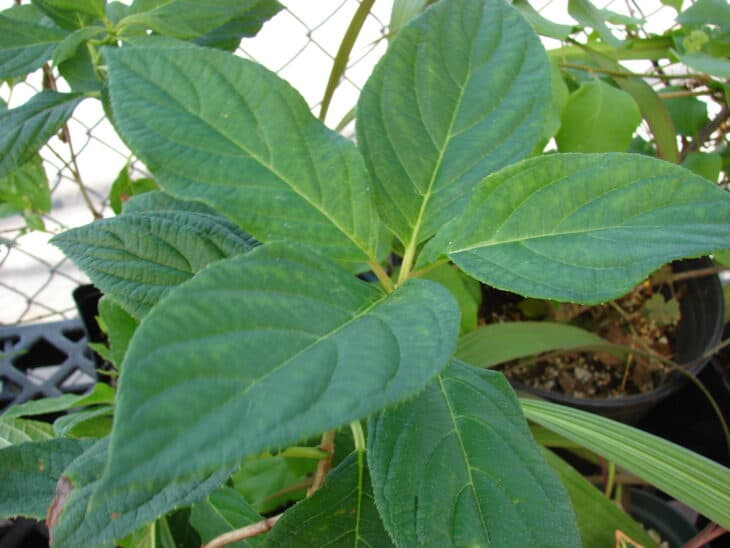 Hydrangea paniculata