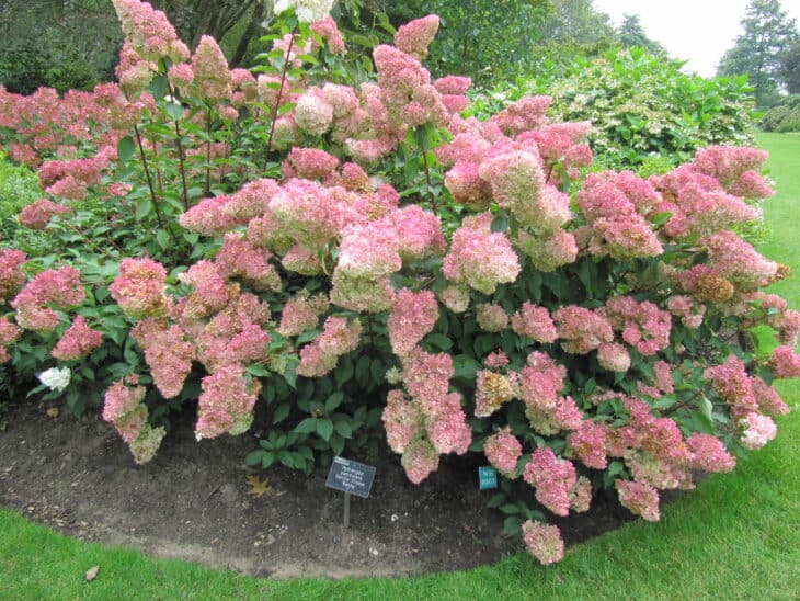 Hydrangea paniculata