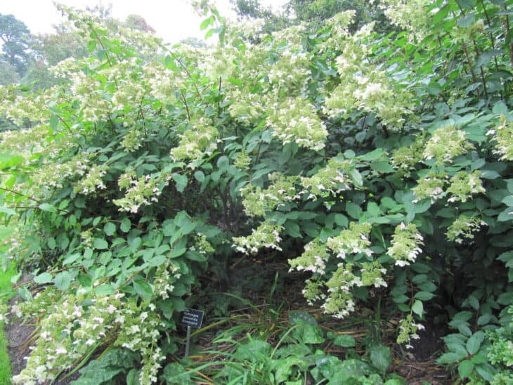 Hydrangea paniculata