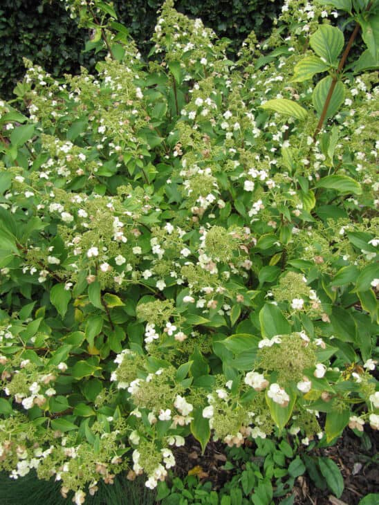 Hydrangea paniculata
