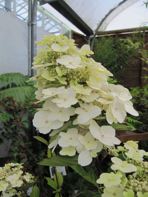 Hydrangea paniculata