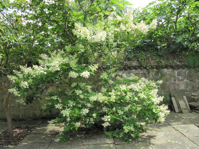 Hydrangea paniculata
