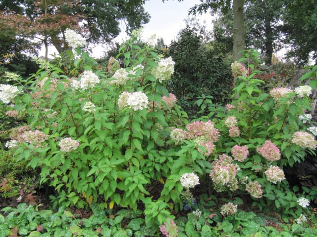 Hydrangea paniculata