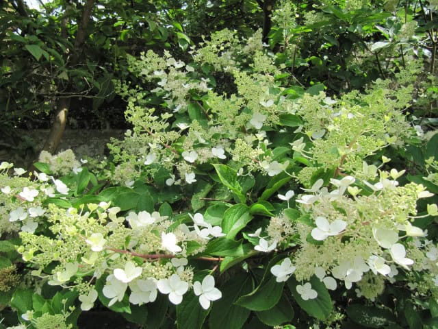 Hydrangea paniculata