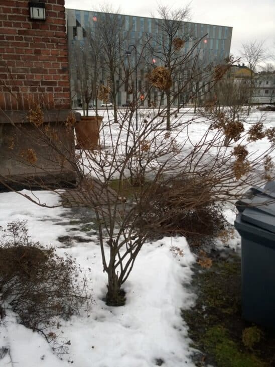 Hydrangea paniculata