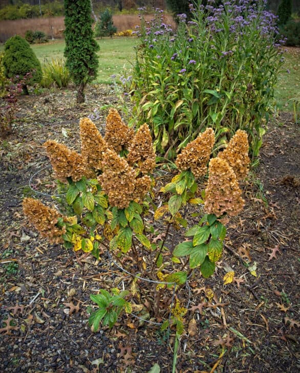 Hydrangea paniculata