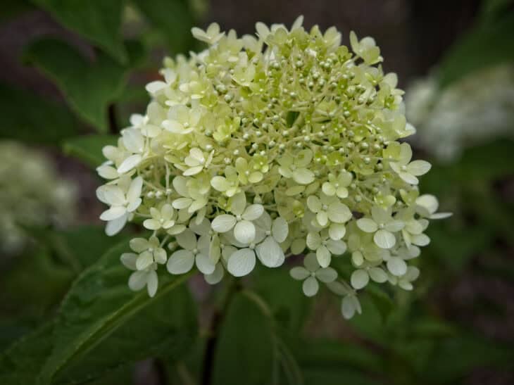 Hydrangea paniculata