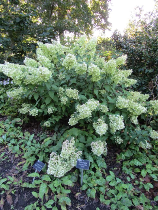 Hydrangea paniculata