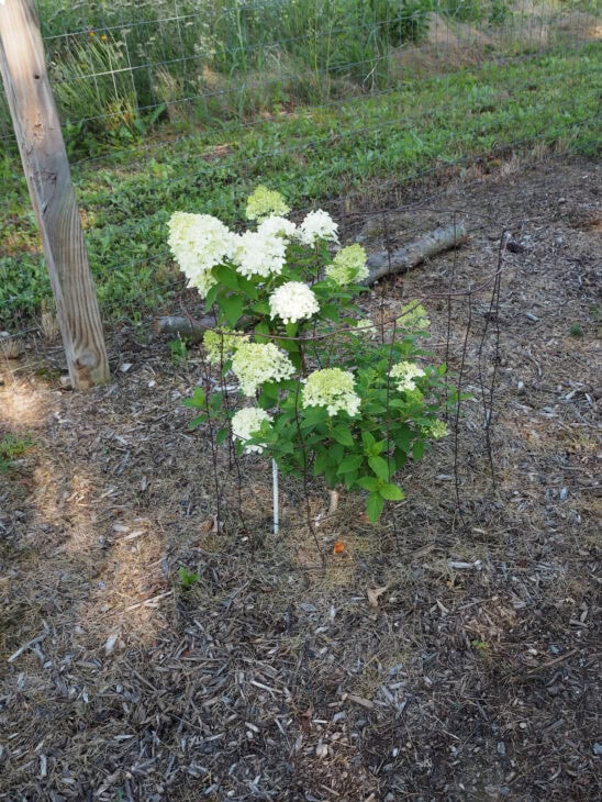 Hydrangea paniculata