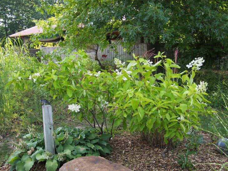 Hydrangea paniculata