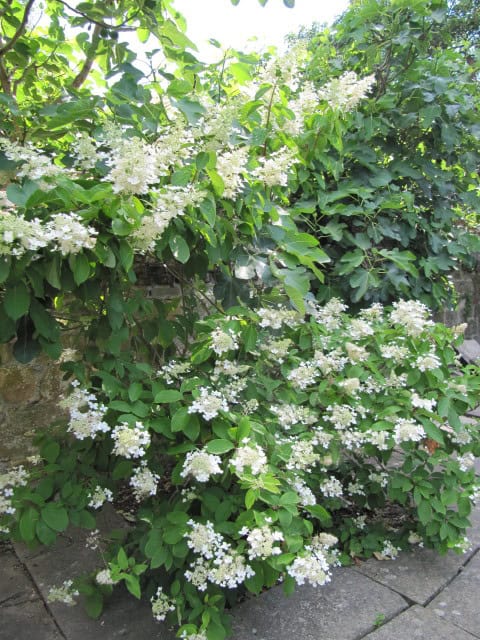 Hydrangea paniculata