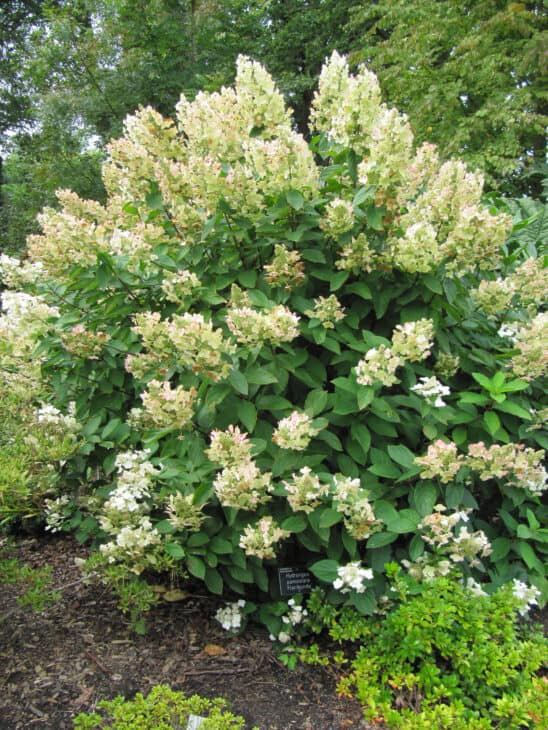 Hydrangea paniculata
