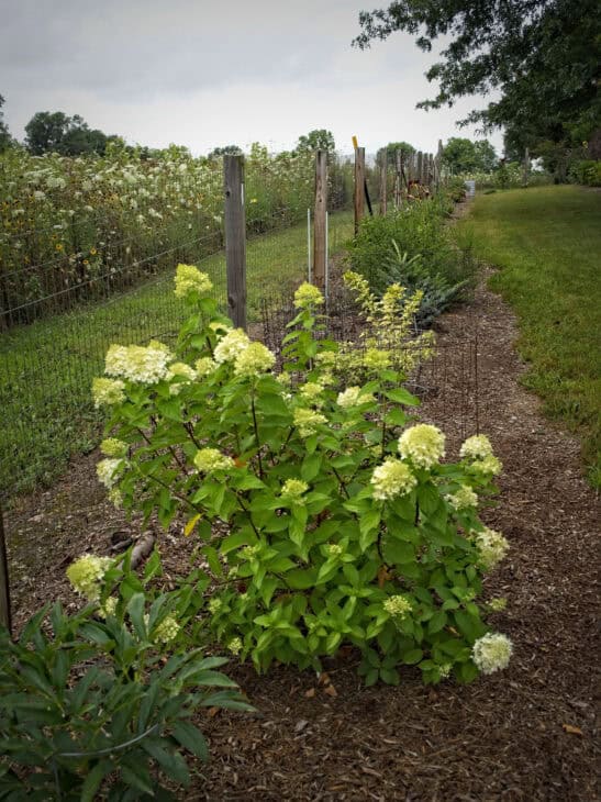 Hydrangea paniculata