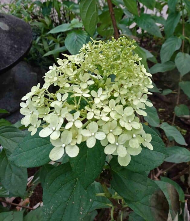 Hydrangea paniculata