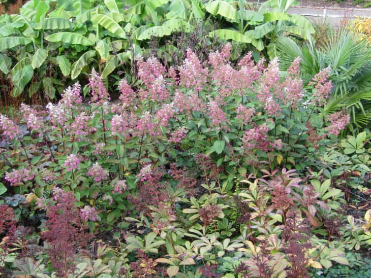 Hydrangea paniculata