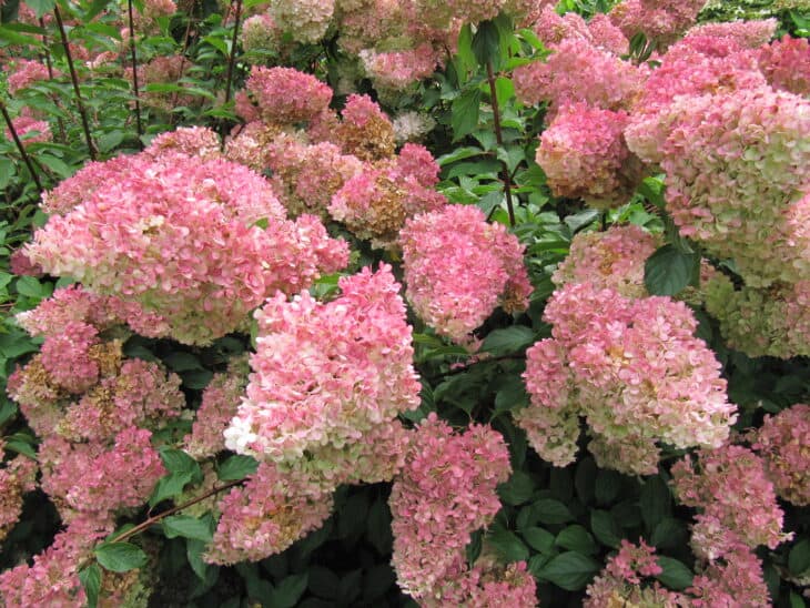Hydrangea paniculata