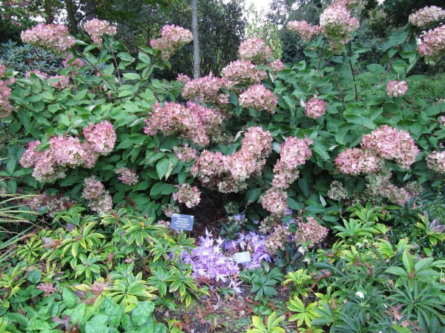 Hydrangea paniculata
