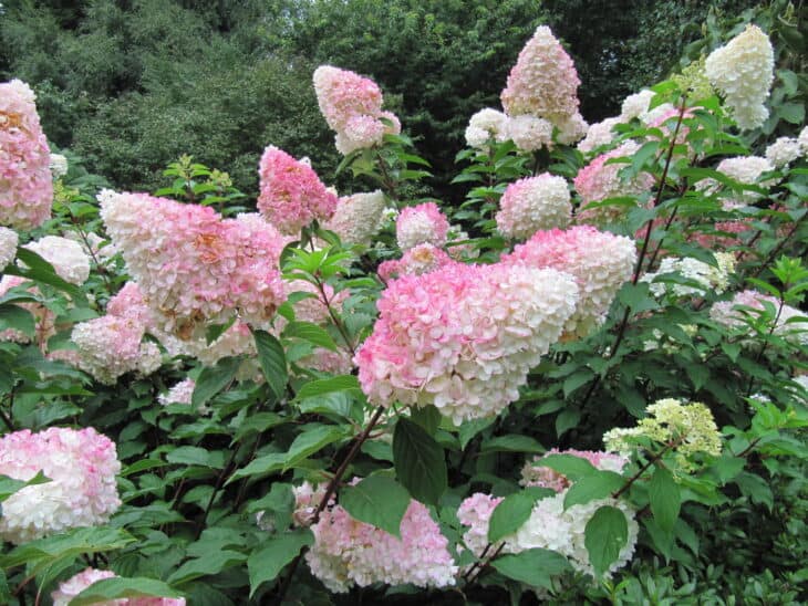 Hydrangea paniculata