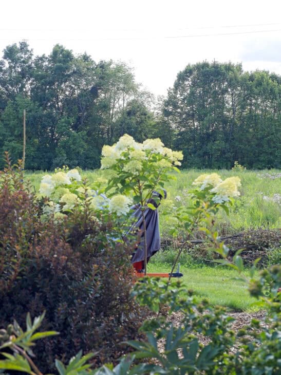 Hydrangea paniculata