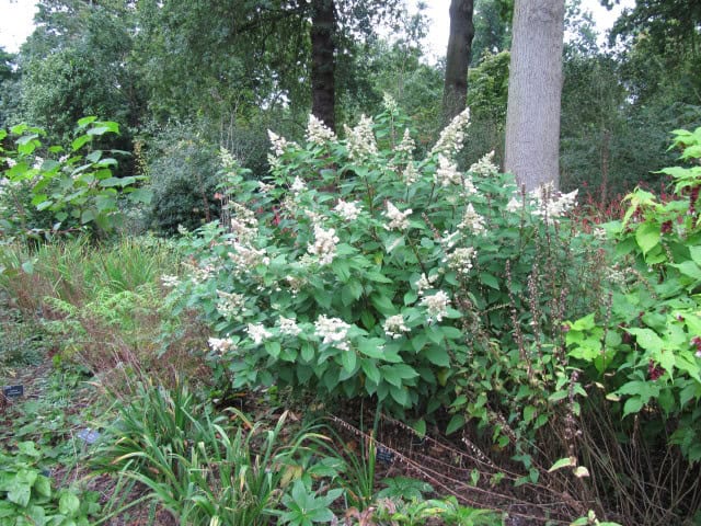 Hydrangea paniculata