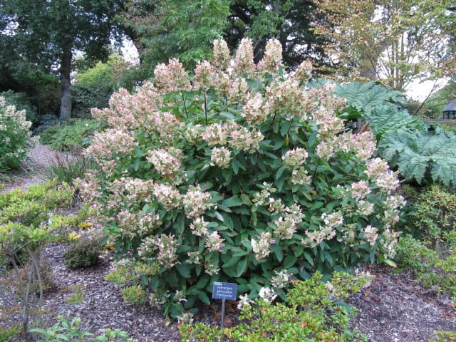 Hydrangea paniculata